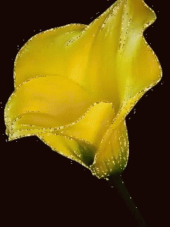 Yellow Flower GIF - Yellow Flower GIFs