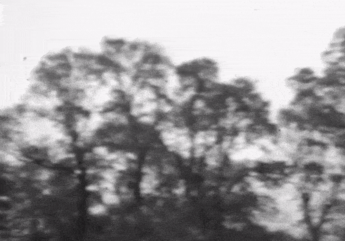 a black and white photo of a forest with trees in the foreground .