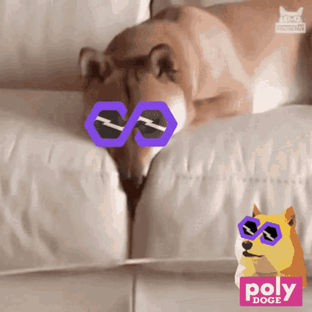 Polydoge Pdoge GIF - Polydoge Pdoge Polygon GIFs