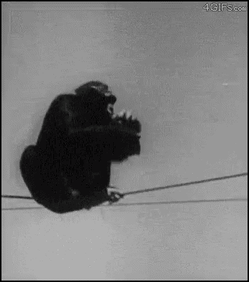 a black and white photo of a chimpanzee drinking from a bottle while hanging from a wire .