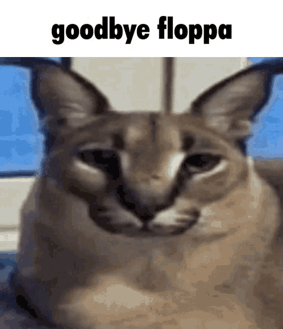 Floppa Disappear GIF - Floppa Disappear Goodbye GIFs