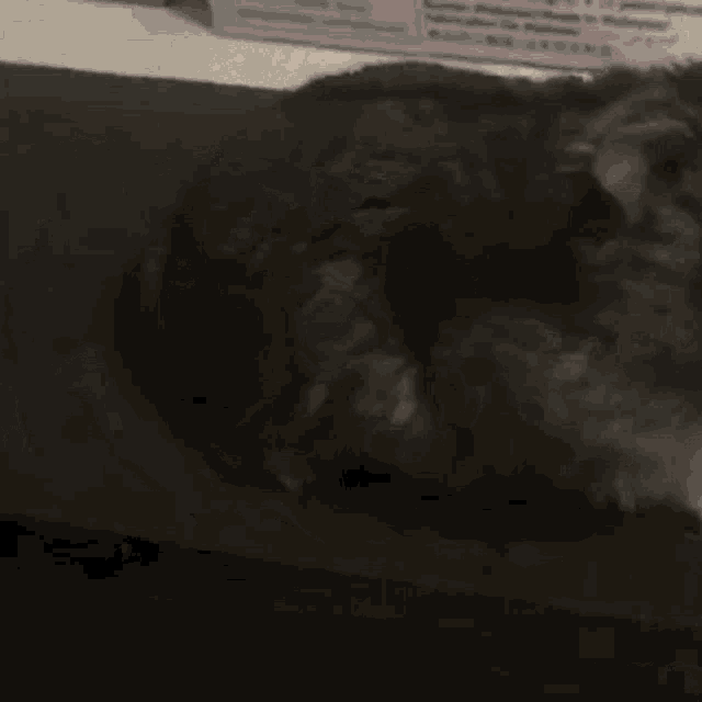 a close up of a cat laying down on a couch