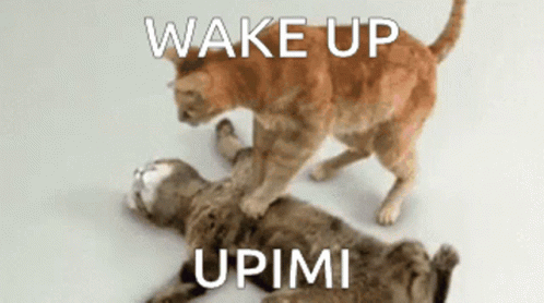 Wake Up Upiki GIF - Wake Up Upiki GIFs