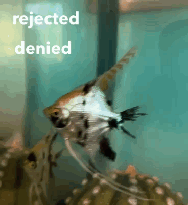 Rejected Denied GIF