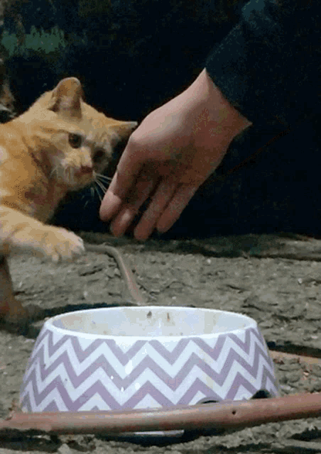 a person feeds a cat from a purple and white bowl