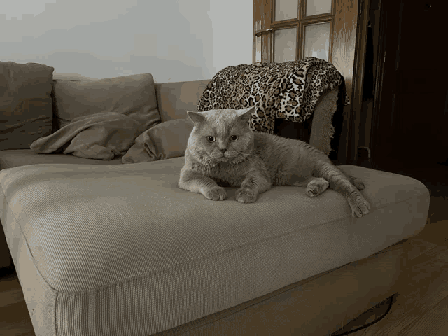 a cat is laying on a couch with a leopard print blanket on it