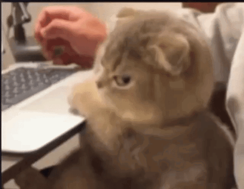 Cat Computer GIF - Cat Computer Mad GIFs