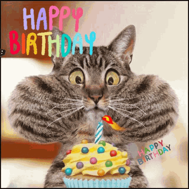 Cat Birthday GIF - Cat Birthday GIFs