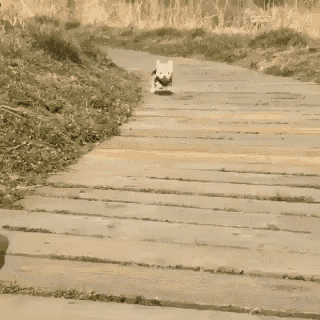 a french bulldog is walking down a wooden path next to another dog .