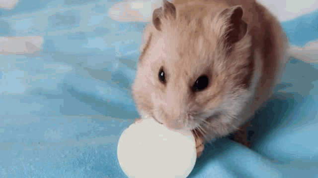 a hamster is drinking milk from a bottle on a bed .