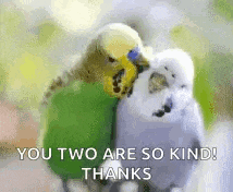 two parakeets are sitting next to each other on a tree branch .
