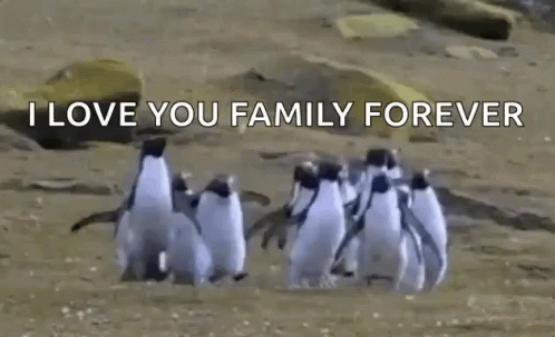 Good Morning Family Penguins GIF - Good Morning Family Penguins Good Morning GIFs