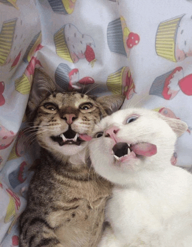 two cats sticking their tongues out on a bed with cupcakes on the sheets