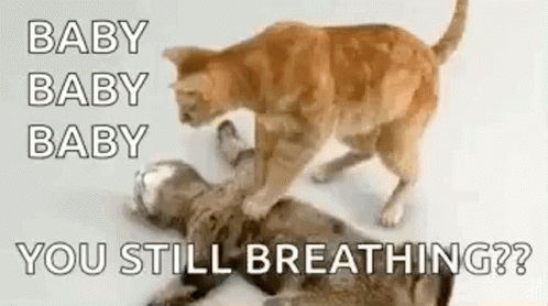 Cpr Cats GIF - Cpr Cats Staying Alive GIFs