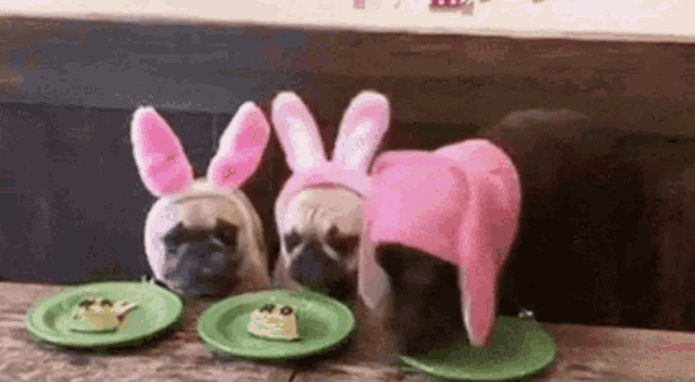 three pug dogs wearing bunny ears and hats are eating a cake on plates .
