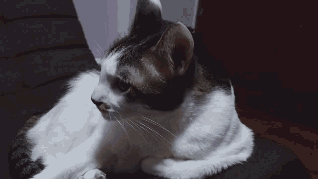 a close up of a cat 's face with a purple wall in the background