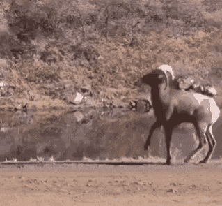 a black and white photo of a goat jumping into a body of water