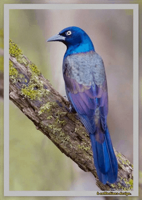 a blue and purple bird perched on a mossy branch with a white frame around it