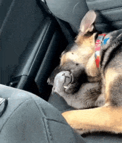 a german shepherd and a cat are sleeping in a car seat .