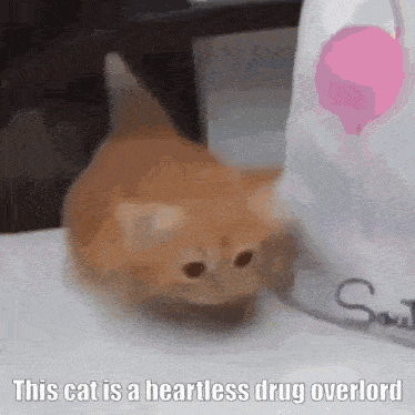 a cat is sitting next to a bag with a pink balloon on it .