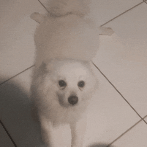 a small white dog is standing on a tile floor