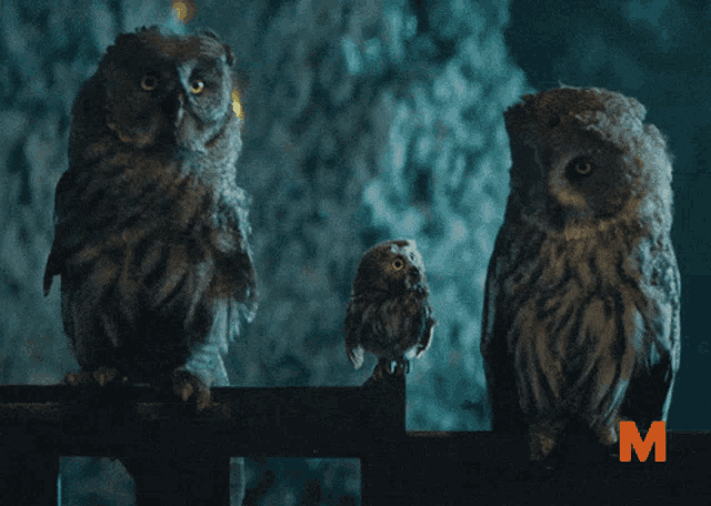 two owls sitting on a fence with the letter m in orange