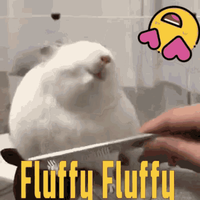 Fluffy Chinchilla GIF - Fluffy Chinchilla Satisfied GIFs