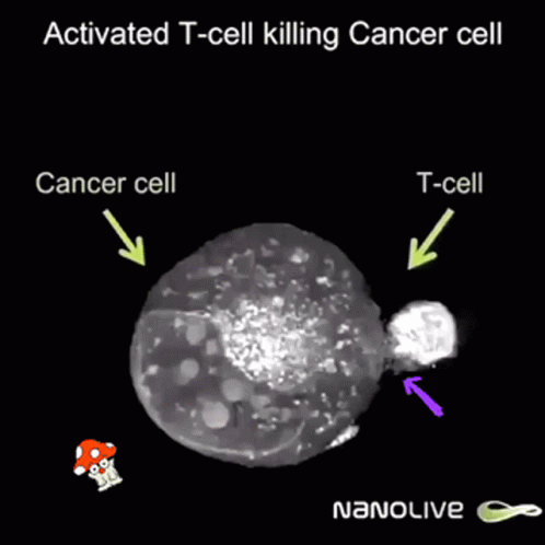 Usmle T Cell GIF - Usmle T Cell Cancer GIFs