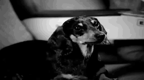 a black and white photo of a dachshund sitting on a couch looking at the camera .