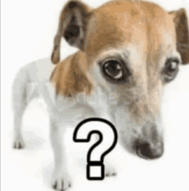 a brown and white dog has a question mark on its face