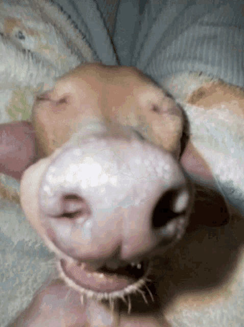 Dog Snoring GIF