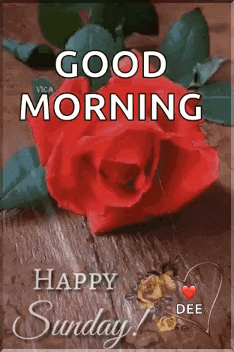 a red rose is sitting on a wooden table with the words `` good morning happy sunday '' written on it .