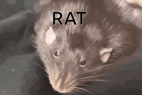 Rat Meme GIF - Rat Meme Spinning Rat GIFs