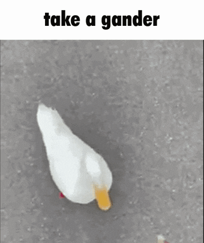 Take A Gander GIF - Take A Gander GIFs