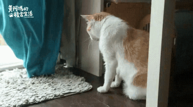 a white and orange cat is standing on its hind legs in front of a window .