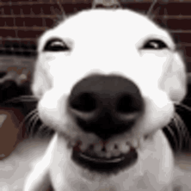 Smile Dog GIF - Smile Dog Cute GIFs