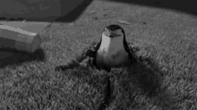 a black and white photo of a penguin sticking its head out of the ground .