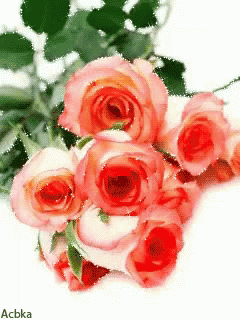 a bunch of pink roses on a white background with acbka written on the bottom