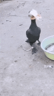 a duck is holding a fish in its beak while a chicken looks on .