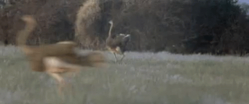 Ostrich Running GIF - Ostrich Running Spinning GIFs