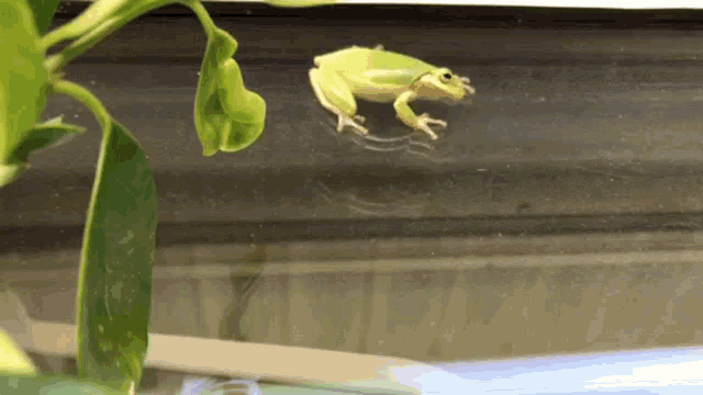 Frog Green Frog GIF - Frog Green Frog GIFs