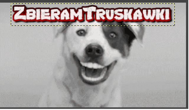 a black and white photo of a smiling dog with the words " zbieram truskawki " written above it