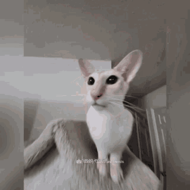 a close up of a cat 's nose with a caption that says first30,255,cat and friends
