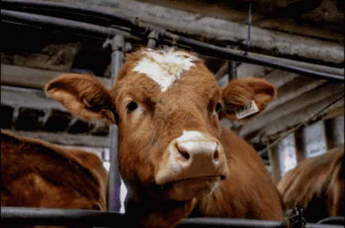 Animal Wink GIF - Animal Wink Cow GIFs