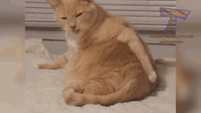 Cute Itchy GIF - Cute Itchy Cat GIFs