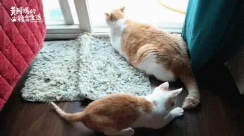 Are You Done Playing With My Tail 貓貓完尾巴 GIF - Keai Cat貓 GIFs