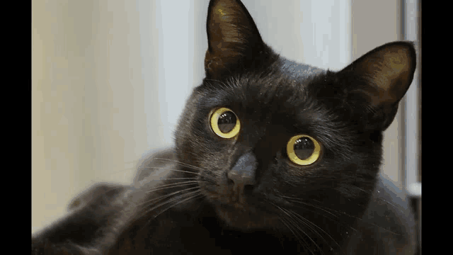 Black Cat Pepe Blackat GIF - Black Cat Pepe Blackat Pepe GIFs