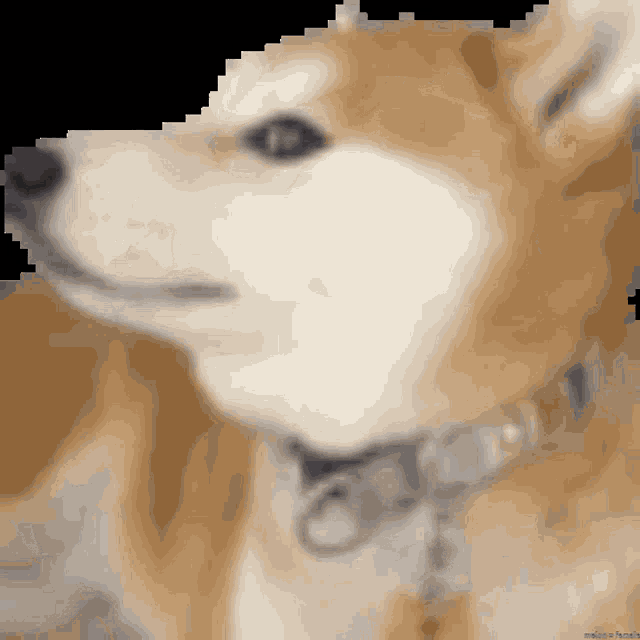 Doge Doge Meme GIF - Doge Doge Meme Doge Weird GIFs