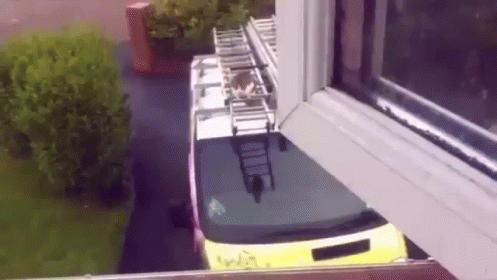 Epic Feats GIF - Cat Cats Leap GIFs