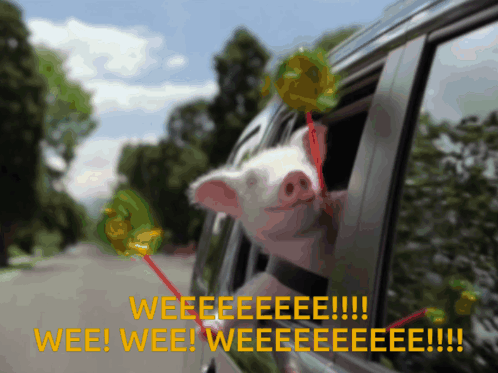 Pinwheel Pig GIF - Pinwheel Pig Wee GIFs